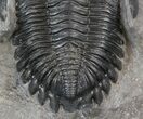 Hollardops Trilobite - Sharp Eye Detail #41842-5